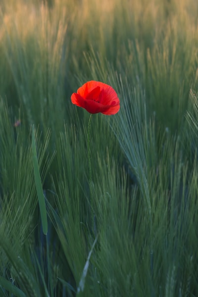 青草中的红花